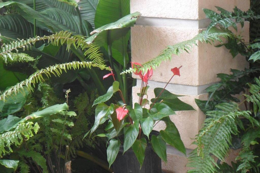 Idilio Escape Apartment Ocho Rios Exterior photo