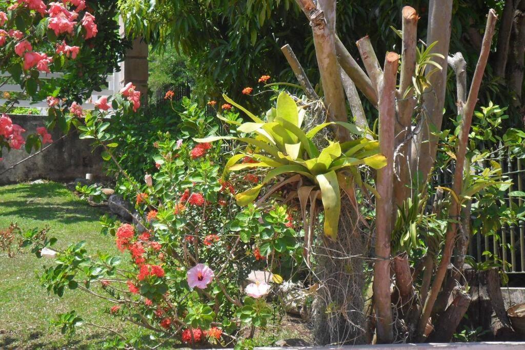 Idilio Escape Apartment Ocho Rios Exterior photo