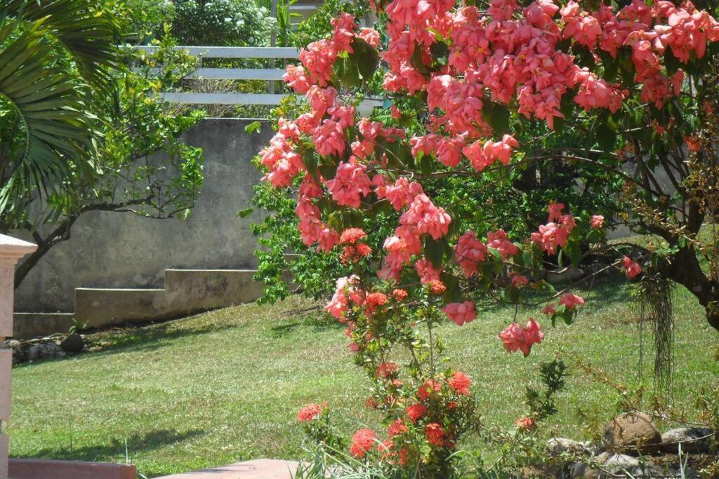 Idilio Escape Apartment Ocho Rios Exterior photo